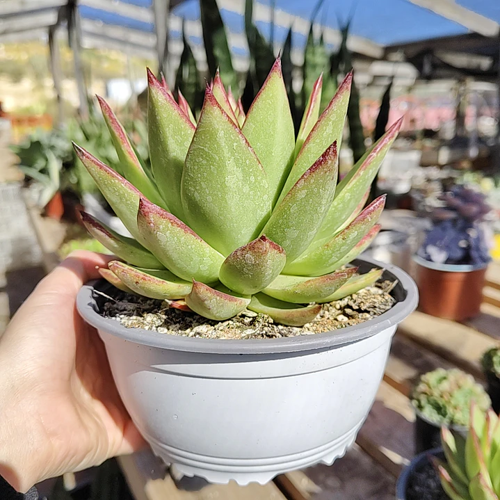 Echeveria agavoide Lipstick 2