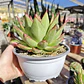 Echeveria agavoide Lipstick - Miniatura 2