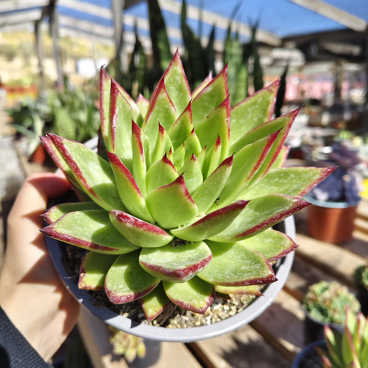 Echeveria agavoide Lipstick 1
