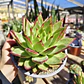 Echeveria agavoide Lipstick - Miniatura 1