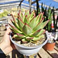 Echeveria agavoide Lipstick - Miniatura 3