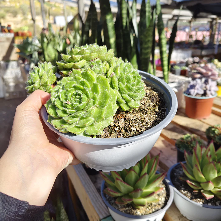 Echeveria setosa colonia  2