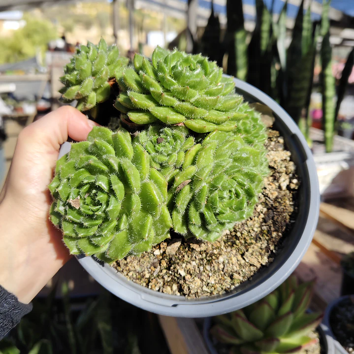 Echeveria setosa colonia  1