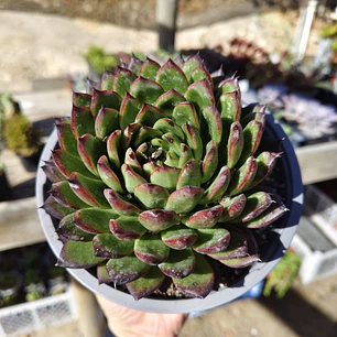 Echeveria Agavoide Christmas