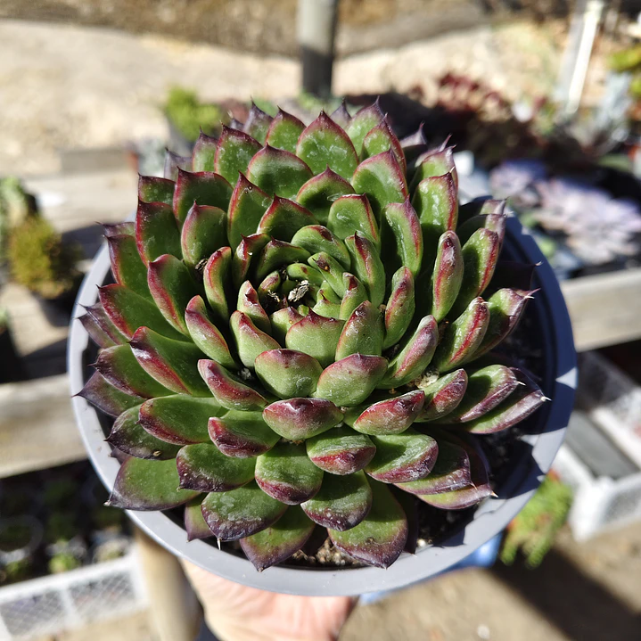 Echeveria Agavoide Christmas 2