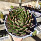 Echeveria Agavoide Christmas - Miniatura 2