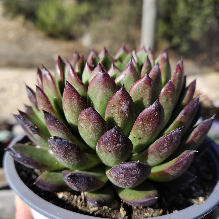 Echeveria Agavoide Christmas 3
