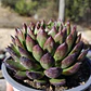 Echeveria Agavoide Christmas - Miniatura 3