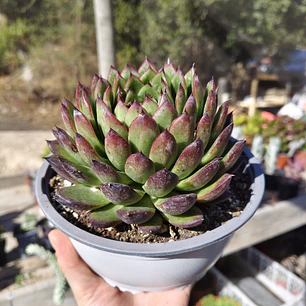 Echeveria Agavoide Christmas