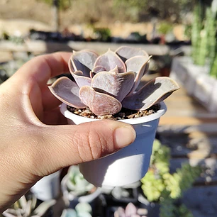 Echeveria Perle Von Nurnberg
