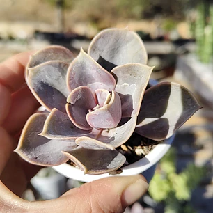Echeveria Perle Von Nurnberg