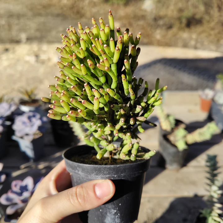 Hatiora salicornioides  2