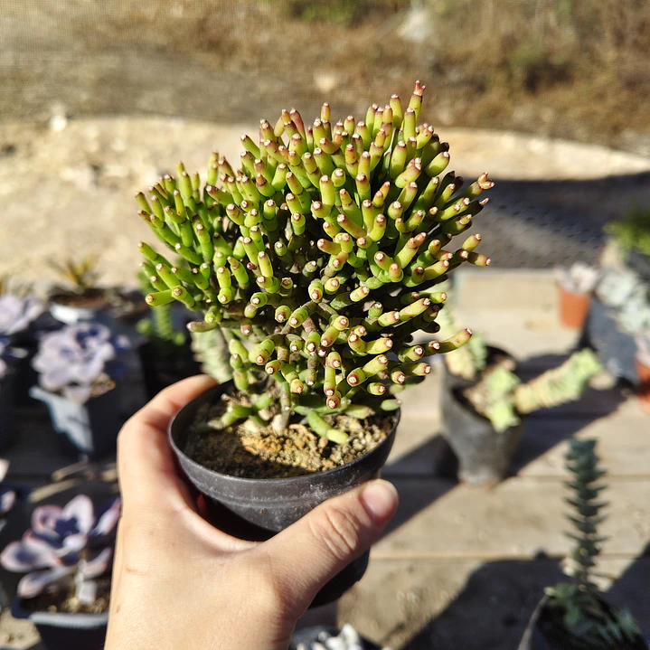 Hatiora salicornioides  1