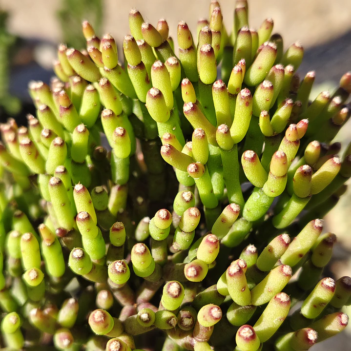 Hatiora salicornioides  3