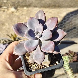 Graptopetalum Murasaki 