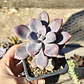 Graptopetalum Murasaki  - Miniatura 1