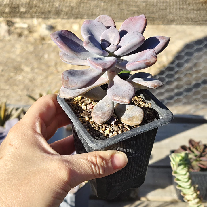 Graptopetalum Murasaki  3