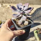 Graptopetalum Murasaki  - Miniatura 3