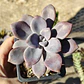 Graptopetalum Murasaki  - Miniatura 2