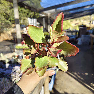 Kalanchoe Sixangularis