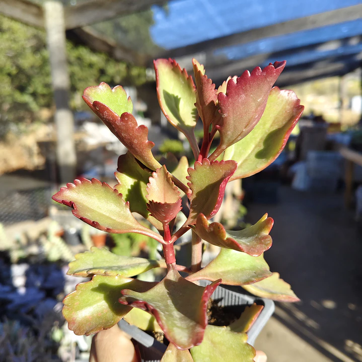 Kalanchoe Sixangularis 3
