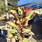 Kalanchoe Sixangularis - Miniatura 3