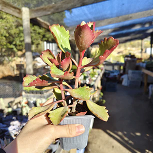Kalanchoe Sixangularis