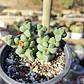 Delosperma Lehmanii - Miniatura 4