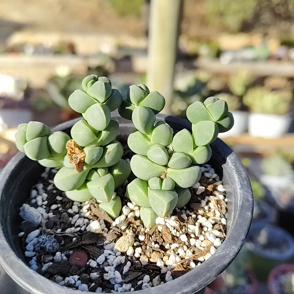 Delosperma Lehmanii 4
