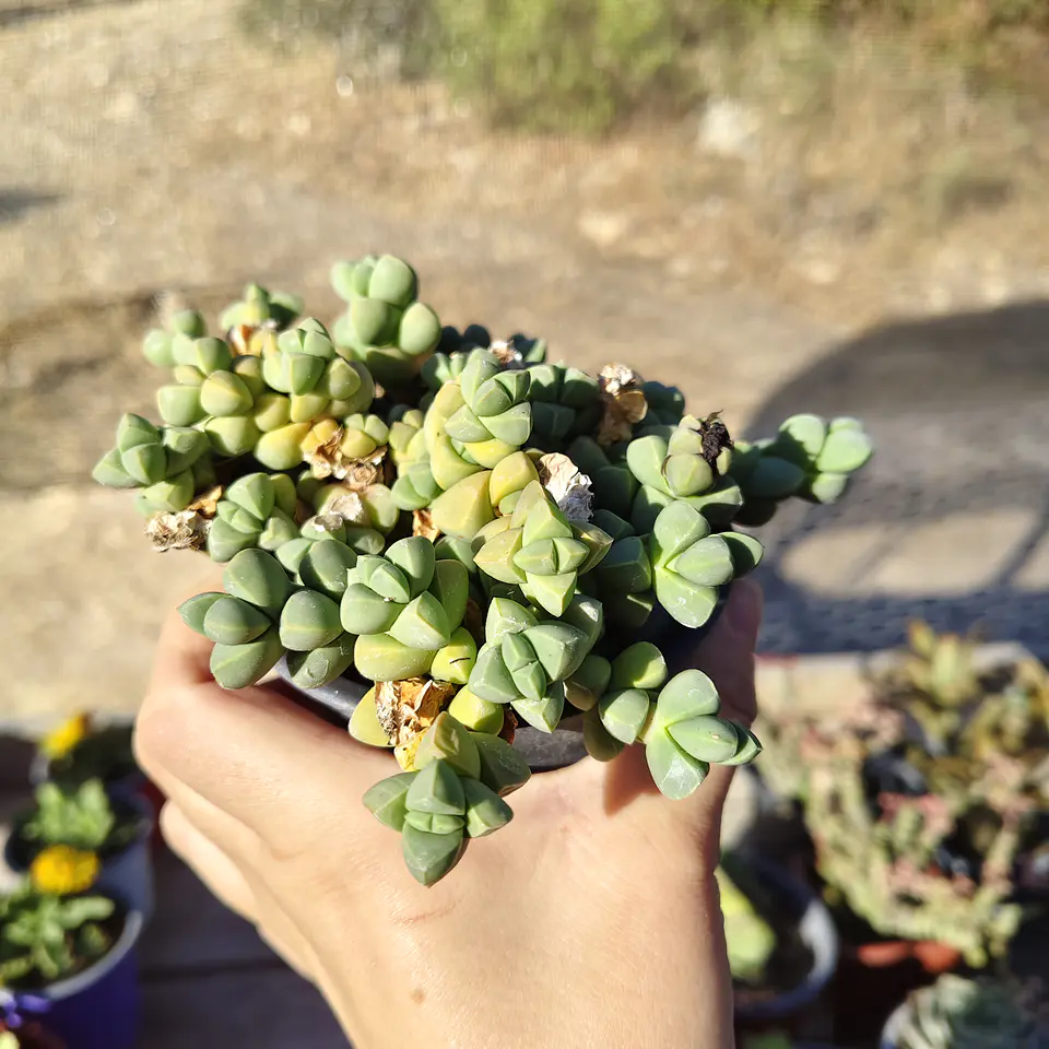 Delosperma Lehmanii 3