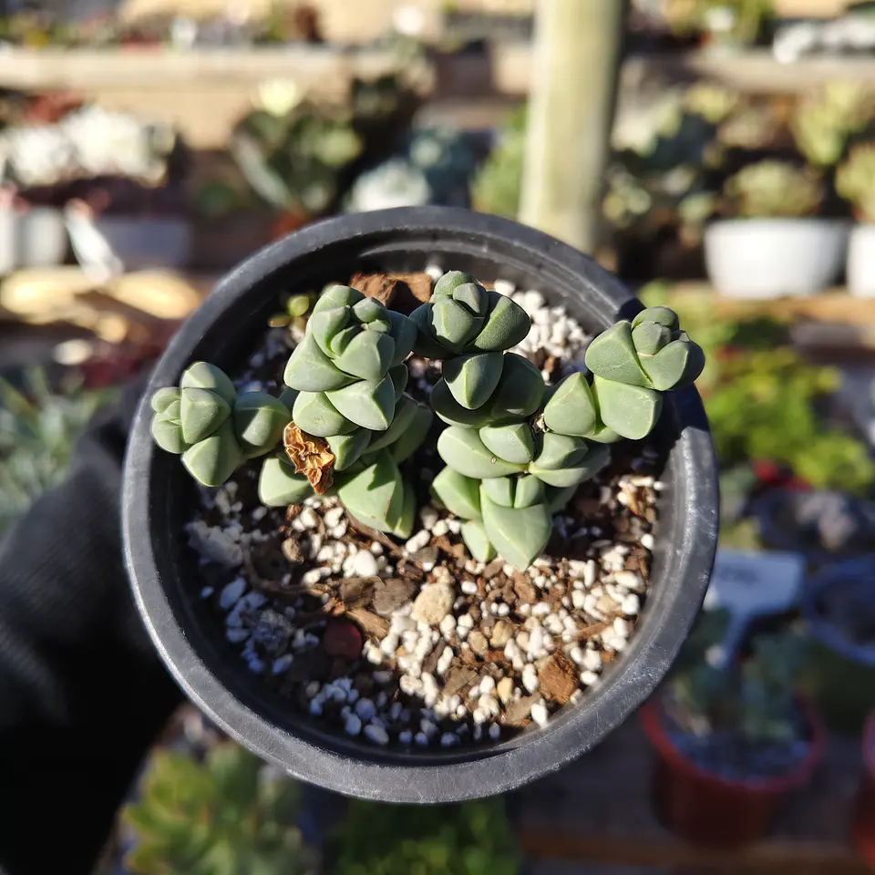 Delosperma Lehmanii 5