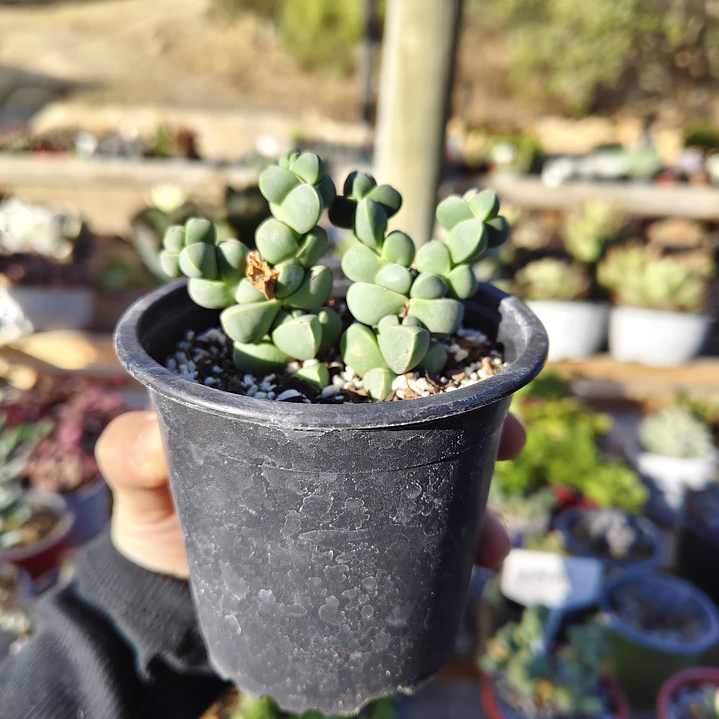 Delosperma Lehmanii 6