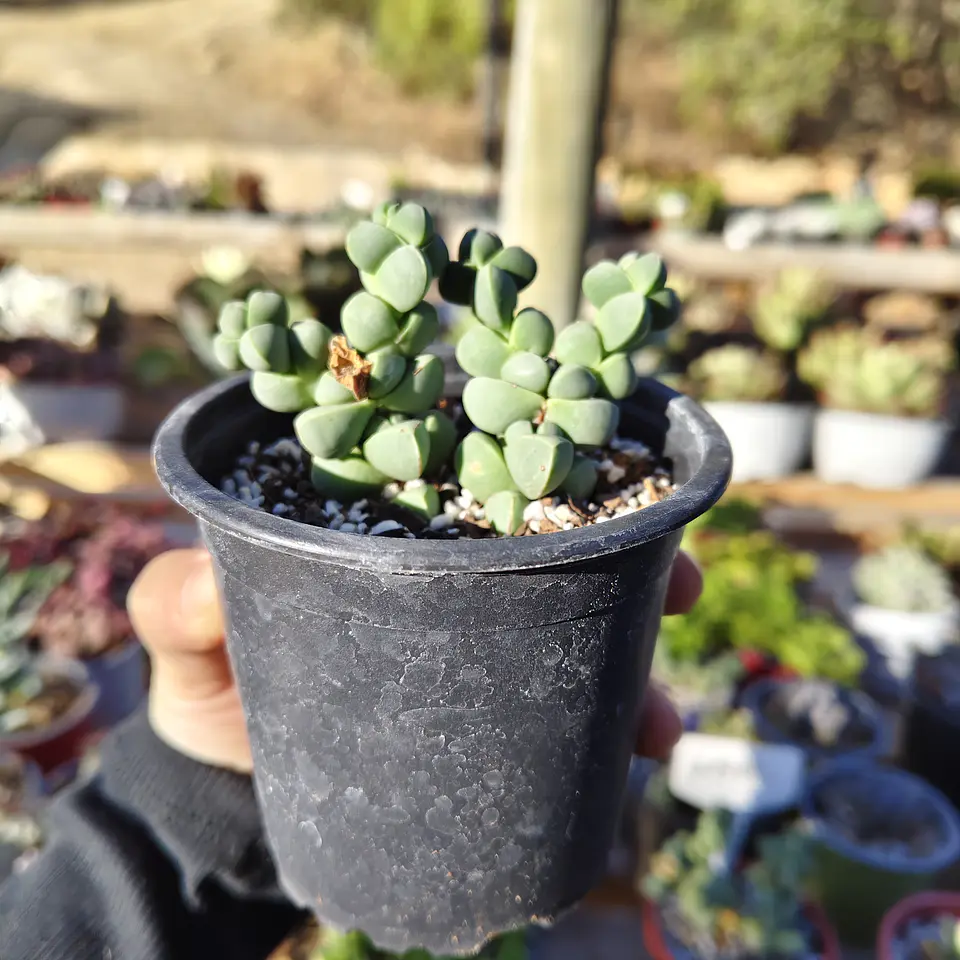 Delosperma Lehmanii 6