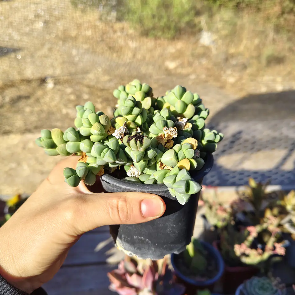 Delosperma Lehmanii 2