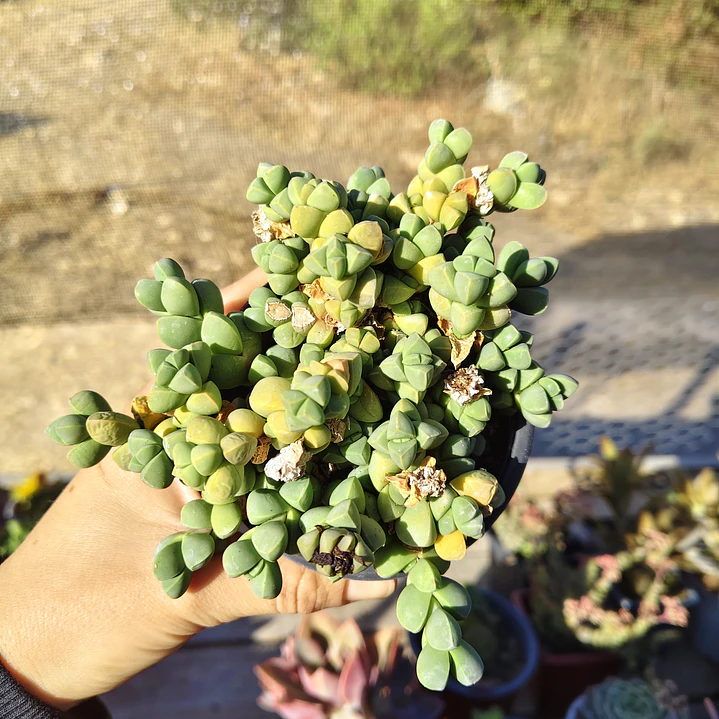 Delosperma Lehmanii 1