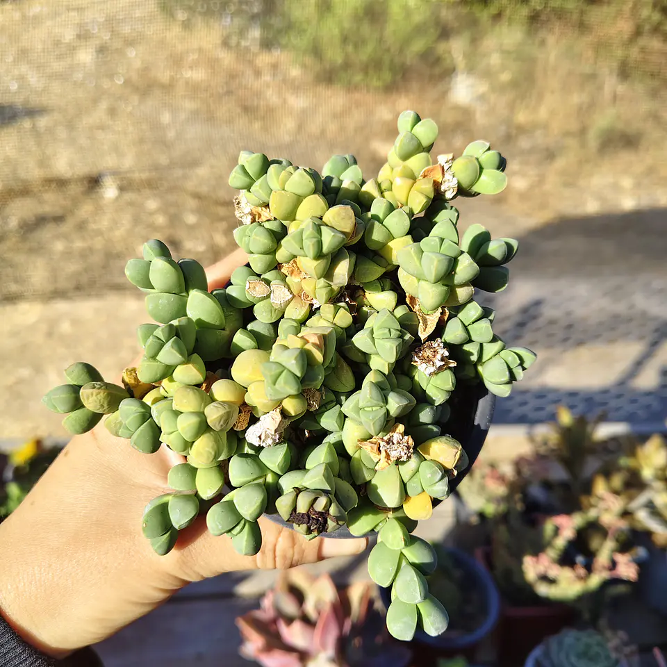 Delosperma Lehmanii 1