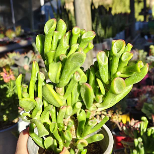 Crassula Ovata Gollum (Oreja de Shrek)