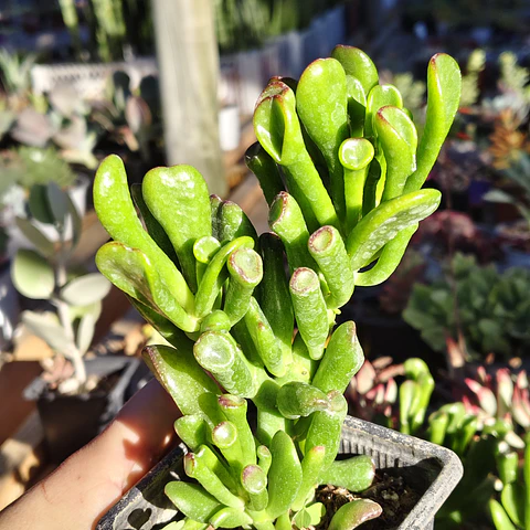 Crassula Ovata Gollum (Oreja de Shrek)