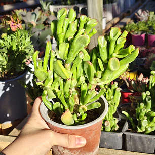 Crassula Ovata Gollum (Oreja de Shrek)