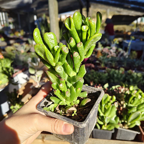 Crassula Ovata Gollum (Oreja de Shrek)