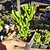 Crassula Ovata Gollum (Oreja de Shrek)