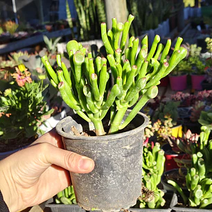 Crassula Ovata 