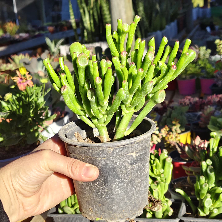 Crassula Ovata 