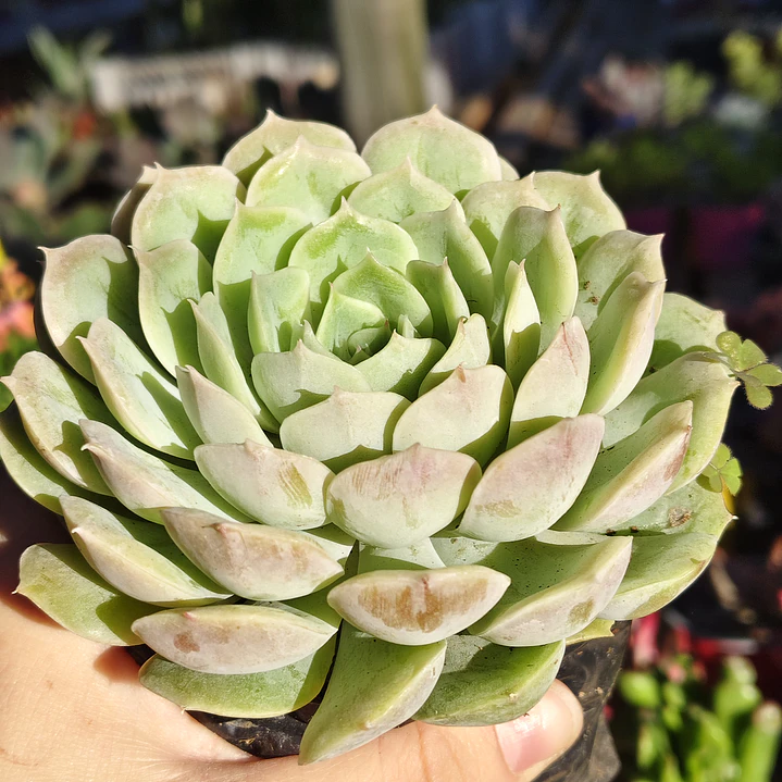 Echeveria Onslow 2