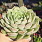 Echeveria Onslow - Miniatura 2