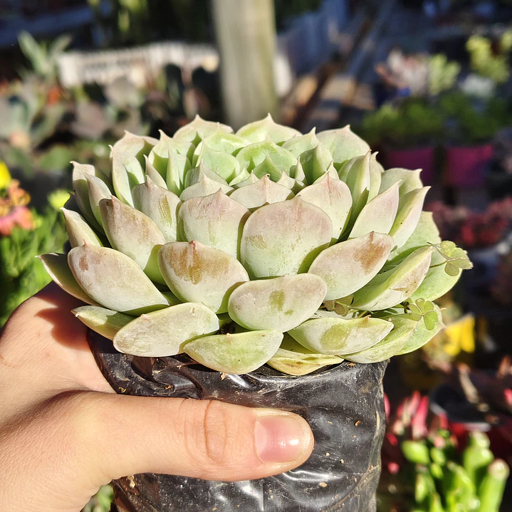 Echeveria Onslow 3