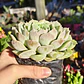 Echeveria Onslow - Miniatura 3
