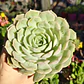 Echeveria Onslow - Miniatura 1