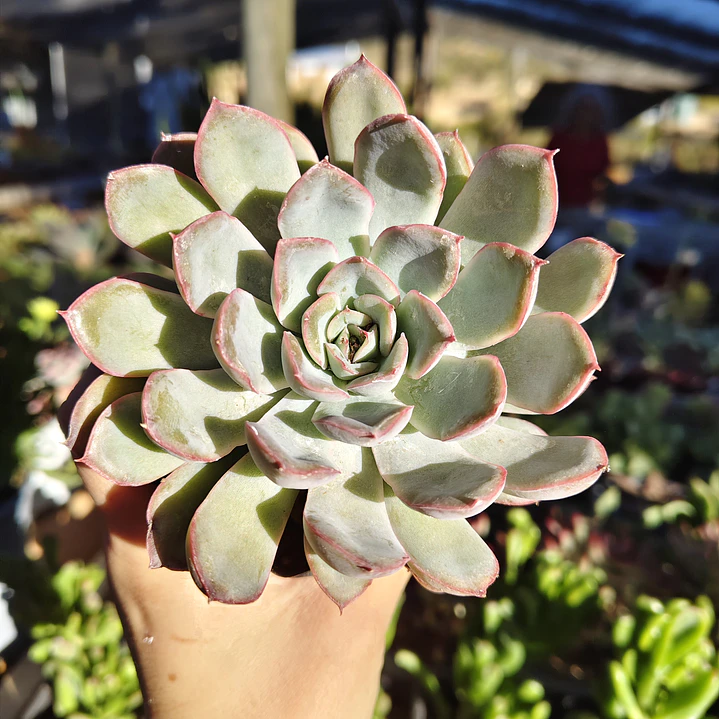 Echeveria Pink Line 1