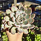 Echeveria Pink Line - Miniatura 1